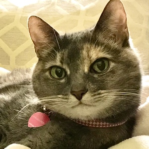 Fundraising Page: Kitty Belle